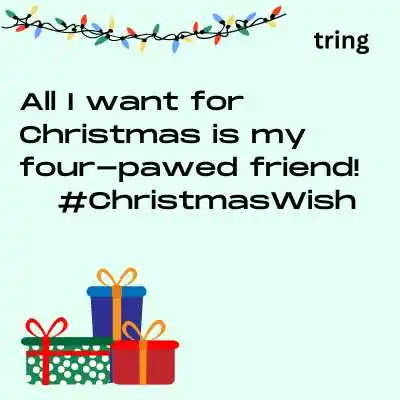 Dog Christmas Caption