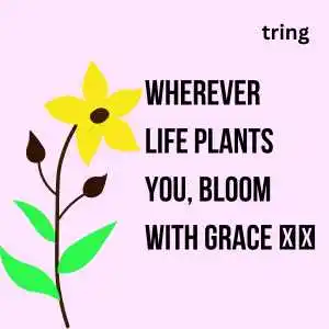 Flower Captions For Instagram (2).png Flower Captions For Instagram (2)