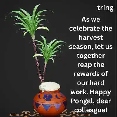 Pongal Wishes for Colleagues.png Pongal Wishes for Colleagues